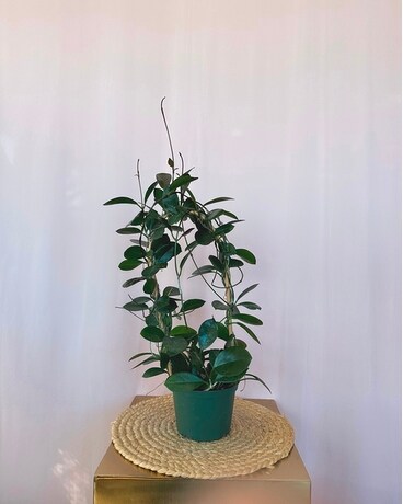 6" Trellis size, inches height and inches wide.
