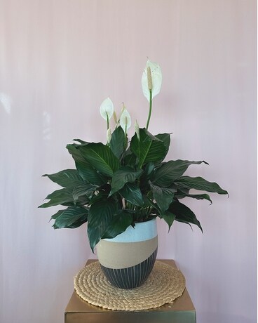 Peace Lily 6" in Ceramic size, inches height and inches wide.