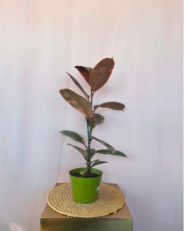 Ruby 6" size, inches height and inches wide.