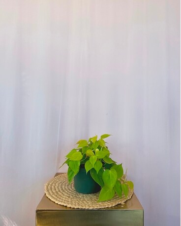 Philo "Neon" 6" size, inches height and inches wide.
