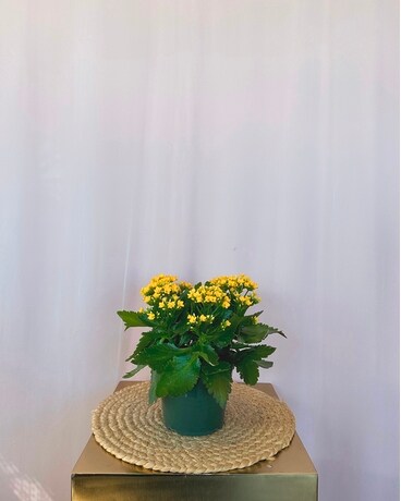 Kalanchoe 6" size, inches height and inches wide.