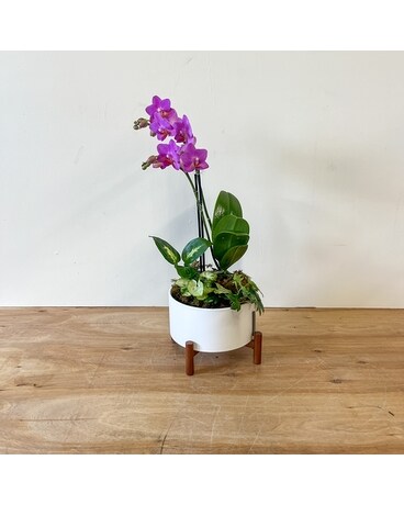 Purple size, inches height and inches wide.