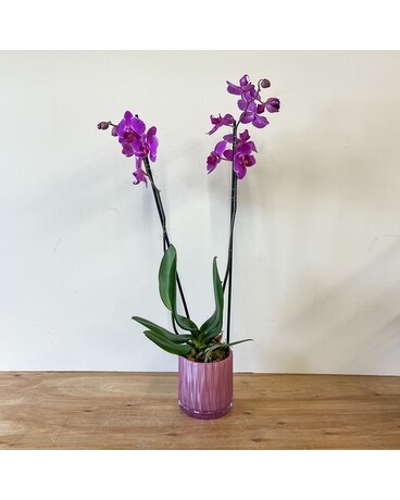 Purple size, inches height and inches wide.