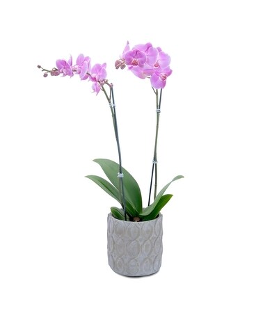 Single Plant size, inches height and inches wide.