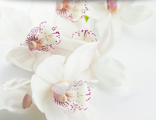 Orchid Plants