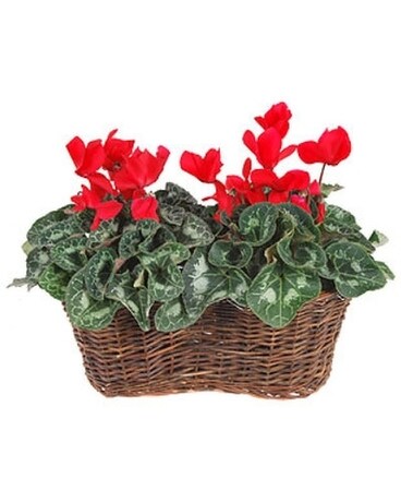 Two 6" Pots size, inches height and inches wide.