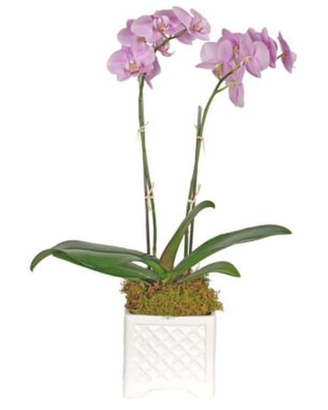 As Shown size, inches height and inches wide.
