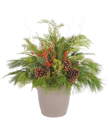 12" Pot (local delivery only) size, inches height and inches wide.