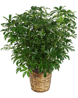 Premium 10'' pot size, inches height and inches wide.