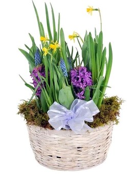 Large 10in Round size, inches height and inches wide.