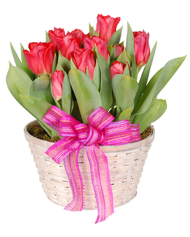 Tulip Garden Dish Garden Plant