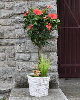 Hibiscus Tree size, inches height and inches wide.
