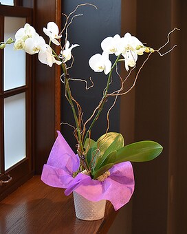 As Shown size, inches height and inches wide.