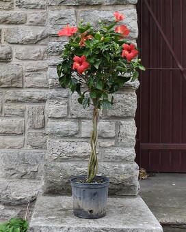 Hibiscus Tree - Naked size, inches height and inches wide.