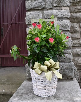 Mandevilla Trellis size, inches height and inches wide.