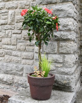 Premium Hibiscus Tree size, inches height and inches wide.