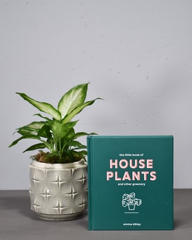 Green Thumb Plant Collection size, inches height and inches wide.