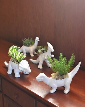 Triceratops size, inches height and inches wide.