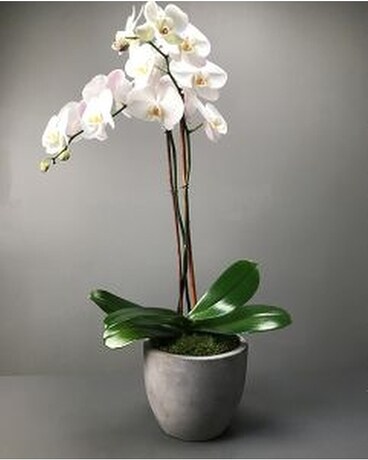 White Double Stem Orchid size, inches height and inches wide.
