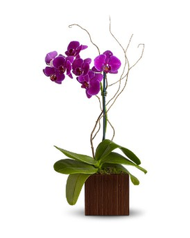 Standard size, 14 inches height and 21 inches wide.