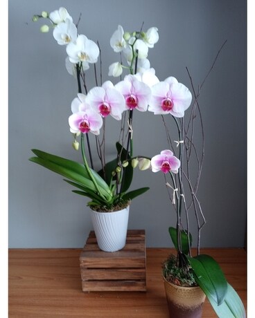 5" Color size, inches height and inches wide.