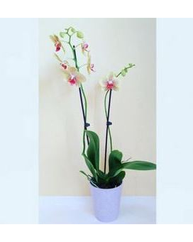 As Shown size, inches height and inches wide.