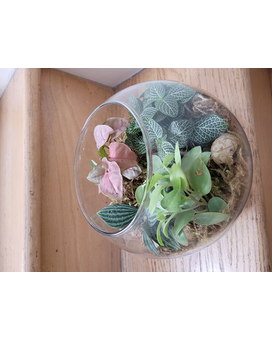 Pair of one 6" & one 8" Terrarium size, inches height and inches wide.