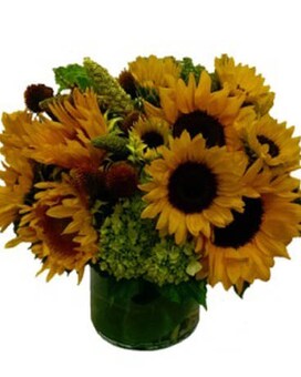 Premium larger container and more sunflowers! size, inches height and inches wide.