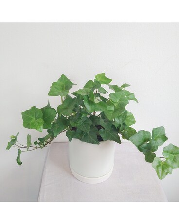 MUSTARD POT size, 12 inches height and 16 inches wide.