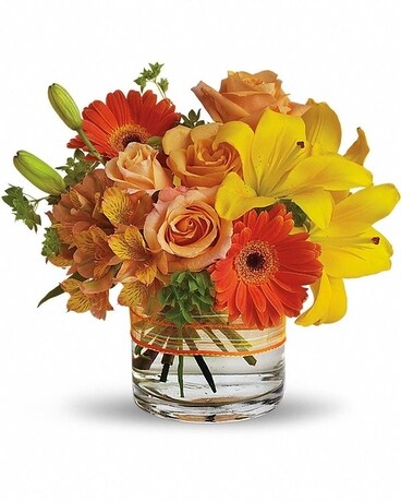 Premium size, 12 and a half inches height and 13 inches wide.