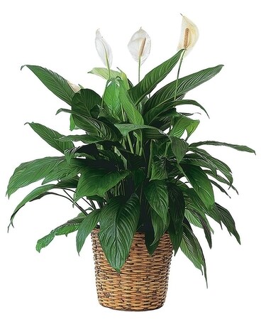 8-inch Peace Lily size, inches height and inches wide.