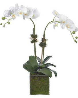 Premium Double Orchid Flower Arrangement