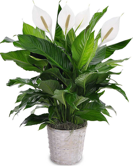 8" Pot in Basket (Best Value) size, inches height and inches wide.