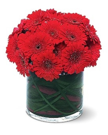 Red Gerbera Collection Flower Arrangement