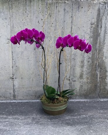 As Shown (2 orchid plants) size, inches height and inches wide.