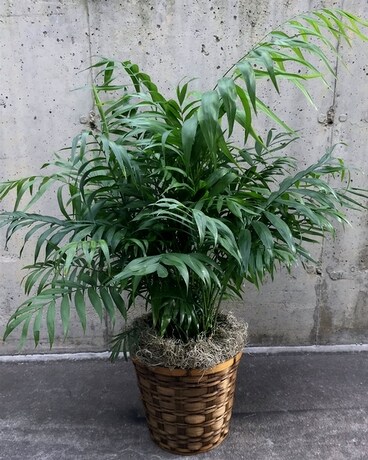 Large in Basket size, inches height and inches wide.