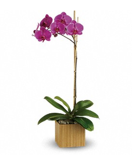Standard size, 22.5 inches height and 13 inches wide.