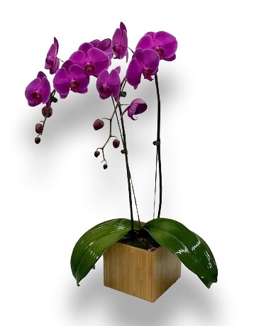 Purple Double size, inches height and inches wide.