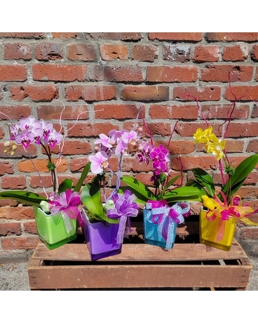 Double Stem size, inches height and inches wide.