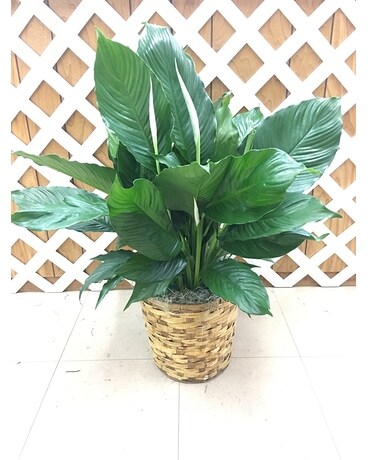 In a Basket size, inches height and inches wide.