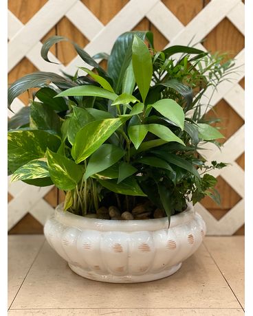 Dish garden without cross size, inches height and inches wide.