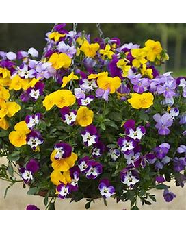 10in Hanging Basket size, inches height and inches wide.
