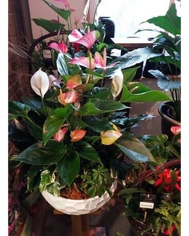 Stunning size, inches height and inches wide.