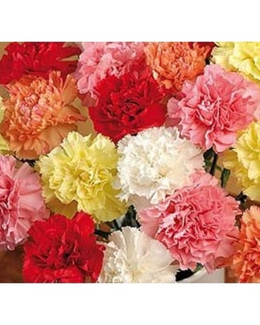 12 Assorted Colour Carnations (In A Vase) size, inches height and inches wide.
