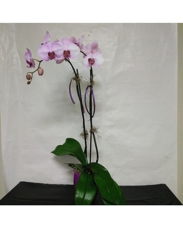 double stem orchid size, inches height and inches wide.