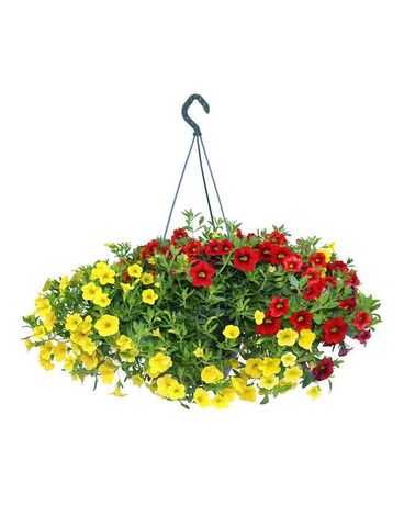 As Shown size, inches height and inches wide.