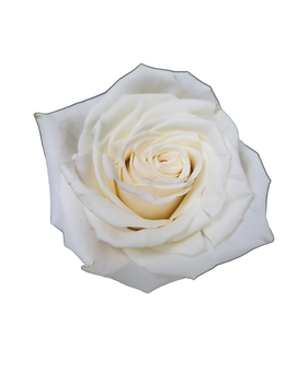 Dozen WHITE Playa Blanca size, inches height and inches wide.