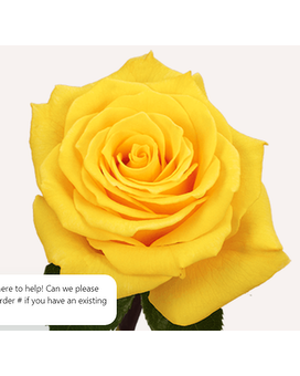 Dozen YELLOW size, inches height and inches wide.