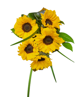10 SUNFLOWERS size, inches height and inches wide.