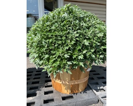 Bushel Basket Mum size, inches height and inches wide.